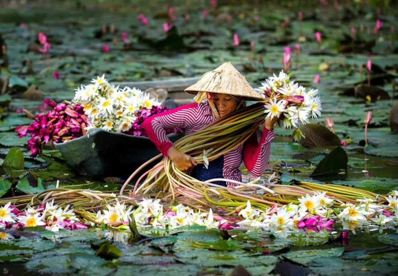 Indochina Sails Halong Cruise
